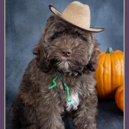 Jason - Sable male Cockapoo puppy in Connersville, Indiana from Deaz Doodle Ranch
