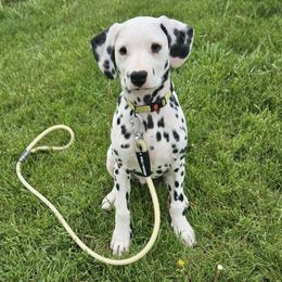 Duke - White and black Dalmatian puppy in Livonia, Missouri from Buttonridge Dalmatians