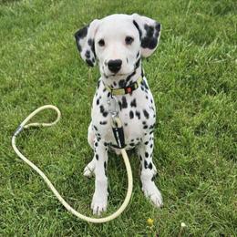 Duke - White and black Dalmatian puppy in Livonia, Missouri from Buttonridge Dalmatians