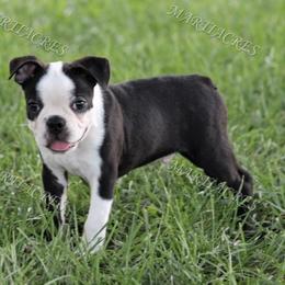 Beagle and Boston Terrier Puppies from Marti Acres ~ Boston Terrier & Beagles