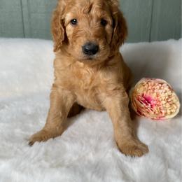 Linda - Apricot female Goldendoodle puppy in Osage City, Kansas from Golden Ridge Goldens