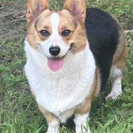 Vicky - Pembroke Welsh Corgi