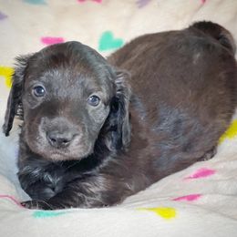 Dachshund Puppies from Gypsy Miniature Dachshunds