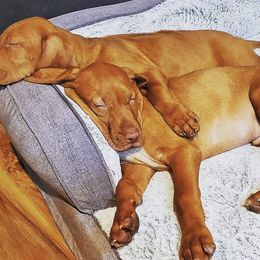 Vizslas from Velocity Vizslas