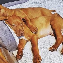 Vizslas from Velocity Vizslas