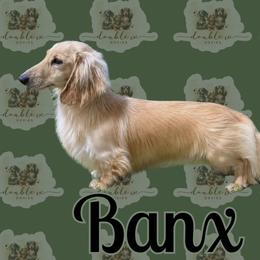 Banx - Dachshund