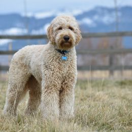 Australian Labradoodles and Double Doodles from Maid in Montana Australian Labradoodles