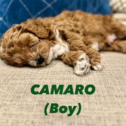 Camero - Red phantom male Assorted Doodle Crosses puppy in West Haven, Utah from The Cava Labdoodles