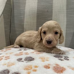 Bear - Cream male Dachshund puppy in Temple, Texas from Brit’s Doxie Crossing