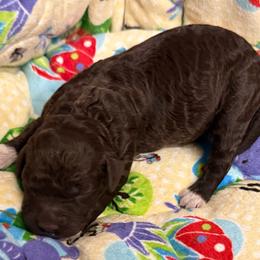 Kiara - Brown female Lagotto Romagnolo puppy in Chicago, Illinois from Midwest Lagotto Romagnolo