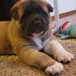 Akita Puppies from Mizuki Akita LLC.