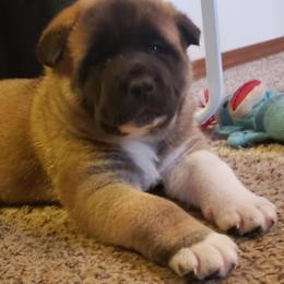Akita Puppies from Mizuki Akita LLC.