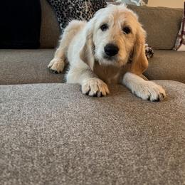 Goldendoodle and Golden Retriever Puppies from Golden Valley Farm and Kennel