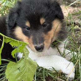 Collie Puppies from Hedge Haven Farm