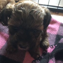Girl one - Red brindle female Havapoo puppy in Centerville, Idaho from HopplevalleyPTA...(Puppies To Adore)