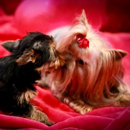Yorkshire Terrier Puppies from Essence of Grace Yorkies