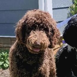 Labradoodles from Lavender Doodles