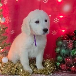 Purple - Light golden female Golden Retriever puppy in Salem, Ohio from Golden Pride Retrievers