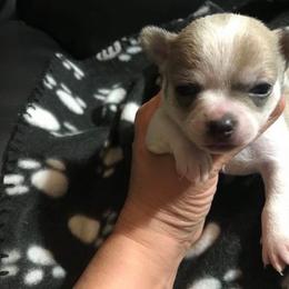Chihuahua Puppies from Chilove Chihuahuas
