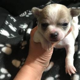 Chihuahua Puppies from Chilove Chihuahuas