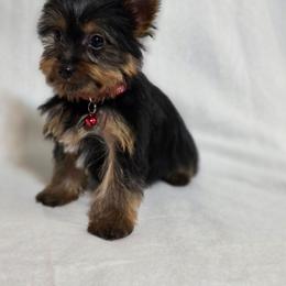 Smiley Reduced for Vday - Black and tan male Yorkshire Terrier puppy in Aiken, South Carolina from Sio's Yorkies