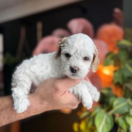 Casper - Buff and white male Cockapoo puppy in Floyds Knobs, Indiana from Sweet Tails