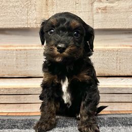 Puppy 4 - Black and tan female Havapoo puppy in Brooksville, Florida from Kruger Doodles