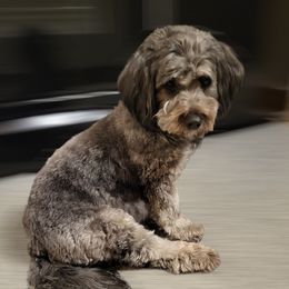 Zo - Bernedoodle