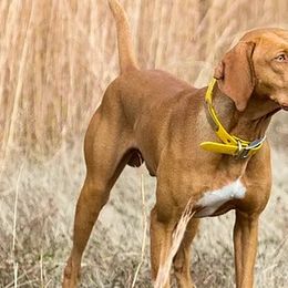Vizslas from Vizslas Unleashed