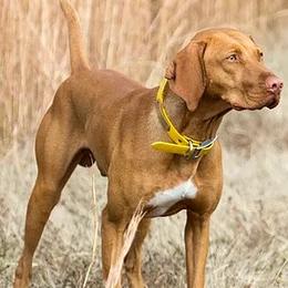 Vizslas from Vizslas Unleashed