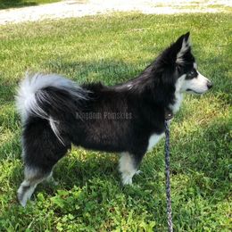 Tico - Pomsky