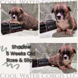 Shadow - Red male Pembroke Welsh Corgi puppy in Kiowa, Colorado from Cool Water Corgis LLC