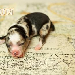 Madison - Blue merle female Miniature Australian Shepherd puppy in Waco, Texas from Blue Rain Aussies