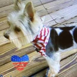 Alfie - Biewer Terrier