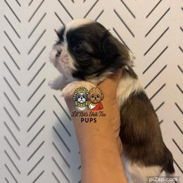 Beau - Tricolor male Shih Tzu puppy in Walkertown, North Carolina from Lil’ Bit’s Shih Tzu