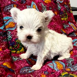 Bella Dolce 1 - White female Maltese puppy in Phoenix, Arizona from Bella Dolce Maltese