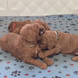 Green Collar - Red  male Goldendoodle puppy in Auburn, Kansas from Puppy Paradise:  English Mastiff Puppies & Standard Goldendoodle Puppies