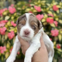 Kai - Brown male Cavapoo puppy in Floyd, Virginia from Hearts and Paws Poodles and Doodles