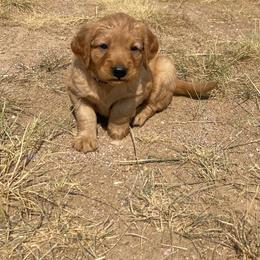 Cash - Golden male Golden Retriever puppy in Wellington, Colorado from High Country Golden Retrievers