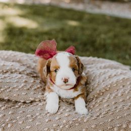 Purple - Brown and white female Aussiedoodle puppy in Plain City, Utah from Myers Desert Doodles
