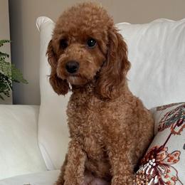 Cinder - Poodle