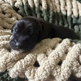 Blue Collar - Black male Great Dane puppy in Surgoinsville, Tennessee from Mountain Valley Farm Great Danes