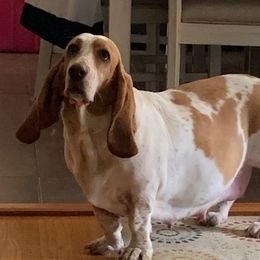 Daisy - Basset Hound