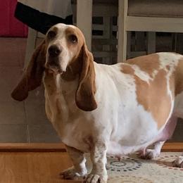Daisy - Basset Hound