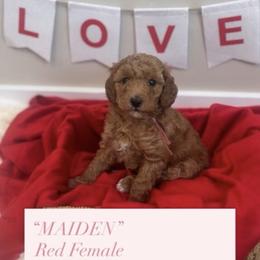 Maiden - Red  female Poodle puppy in Salt Lake City, Utah from Premier Paws