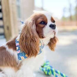 Cavalier King Charles Spaniel Puppies from Cavalier Obsession
