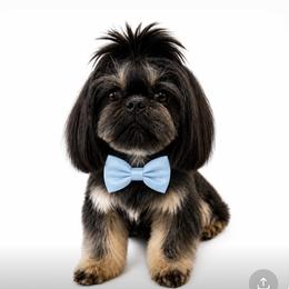 Jovi - Shih Tzu