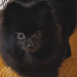 Girl 1 - Pomeranian puppy from River Rise Poms