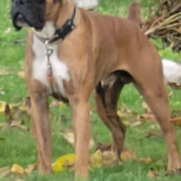 Skippy - Boxer