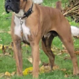 Skippy - Boxer